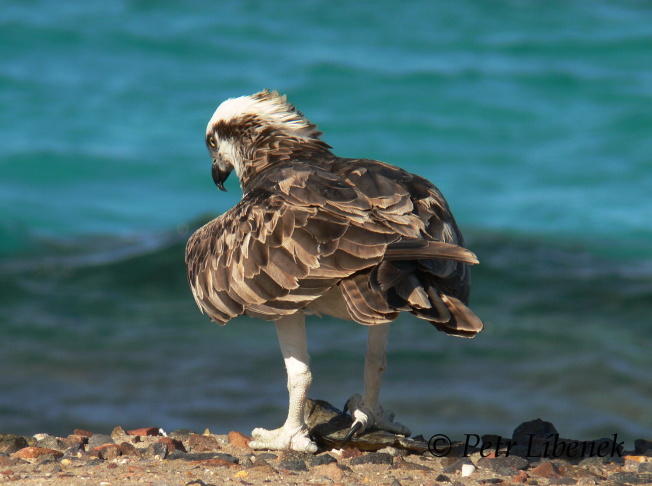 Orlovec říční - Pandion Haliaetus 9
