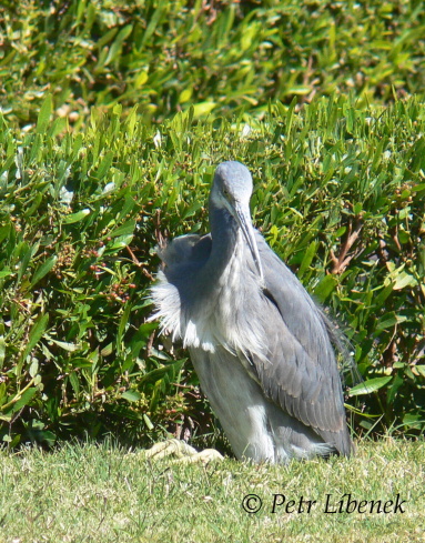 Volavka africká - Ardea melanocephala