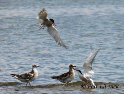 Rybák obecný - Sterna hirundo