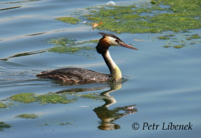 Potápka roháč - Podiceps cristatus 1