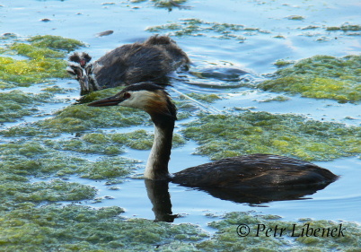 Potápka roháč - Podiceps cristatus 2