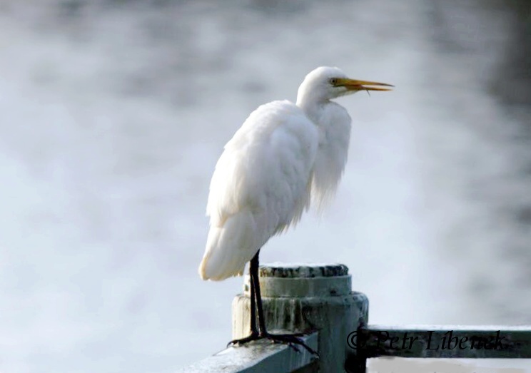 Volavka bílá - Ardea alba 3