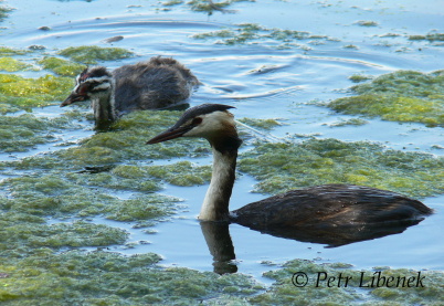 Potápka roháč - Podiceps cristatus 3