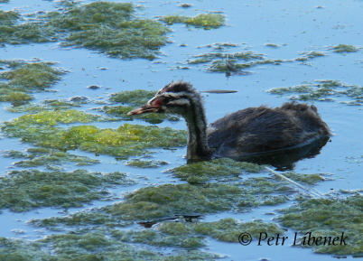 Potápka roháč - Podiceps cristatus 4