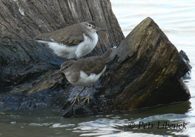 Pisík obecný - Actitis hypoleucos 3