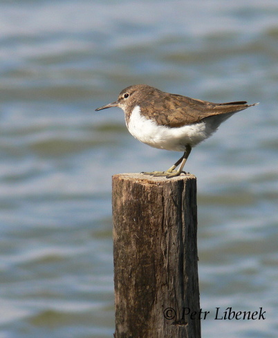 Pisík obecný - Actitis hypoleucos 5