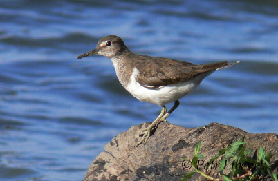 Pisík obecný - Actitis hypoleucos 6