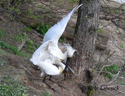 Kolpík bílý - Platalea leukorodia