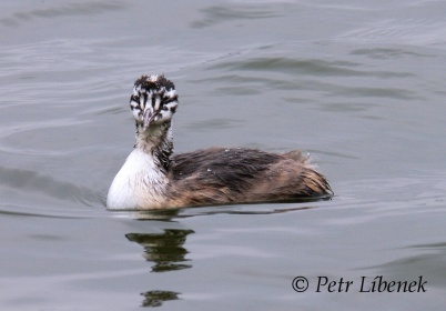 Potápka roháč - Podiceps cristatus 5