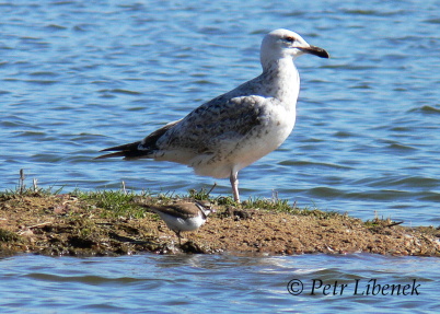 Racek stříbřitý-Larus argentatus+Kulík říční