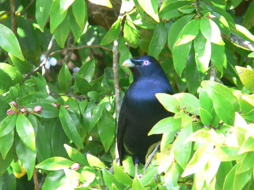 Lemčík hedvábný - Ptilonorhynchus violaceus - male