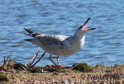 Racek stříbřitý - Larus argentatus
