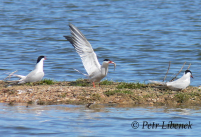 Rybák obecný - Sterna hirundo 1