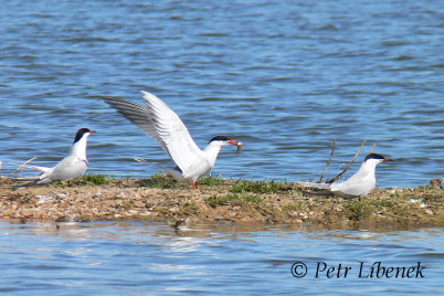 Rybák obecný - Sterna hirundo 2