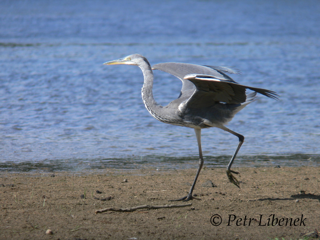 Volavka popelavá - Ardea cinerea 4