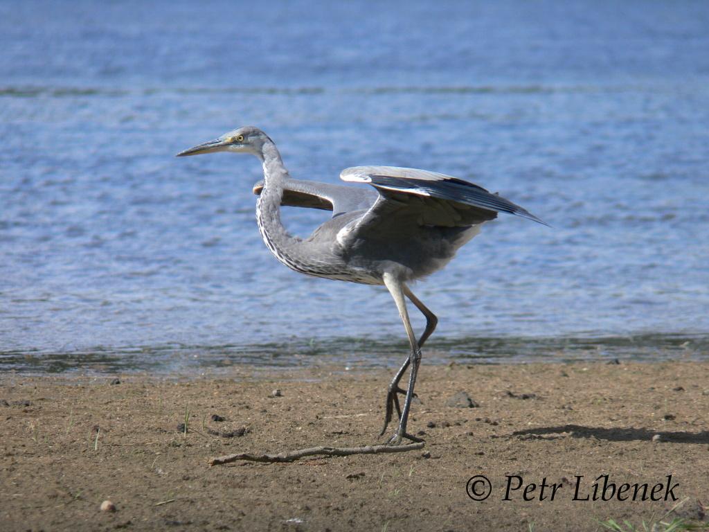 Volavka popelavá - Ardea cinerea 5