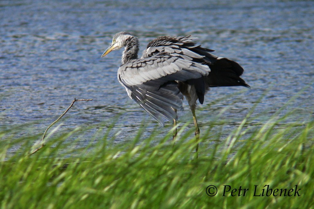 Volavka popelavá - Ardea cinerea 6