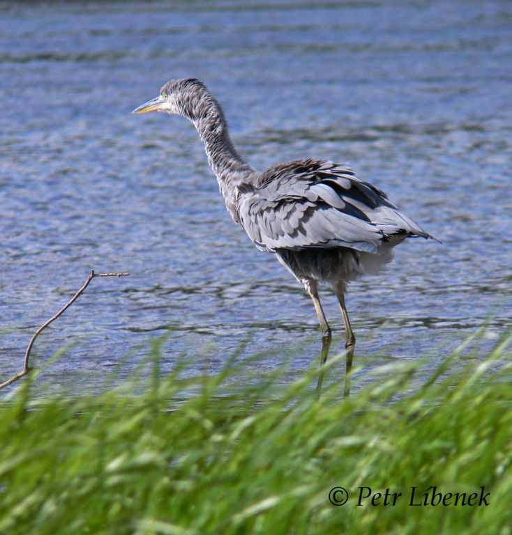 Volavka popelavá - Ardea cinerea 7