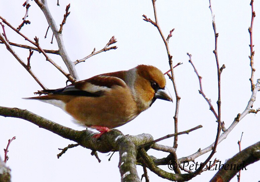 Dlask tlustozobý - Coccothraustes coccothraustes 