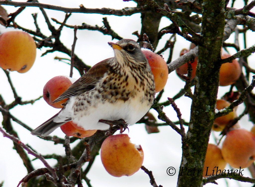 Drozd kvíčala - Turdus pilaris