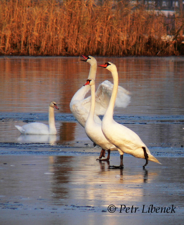 Labuť velká - Cygnus olor 7