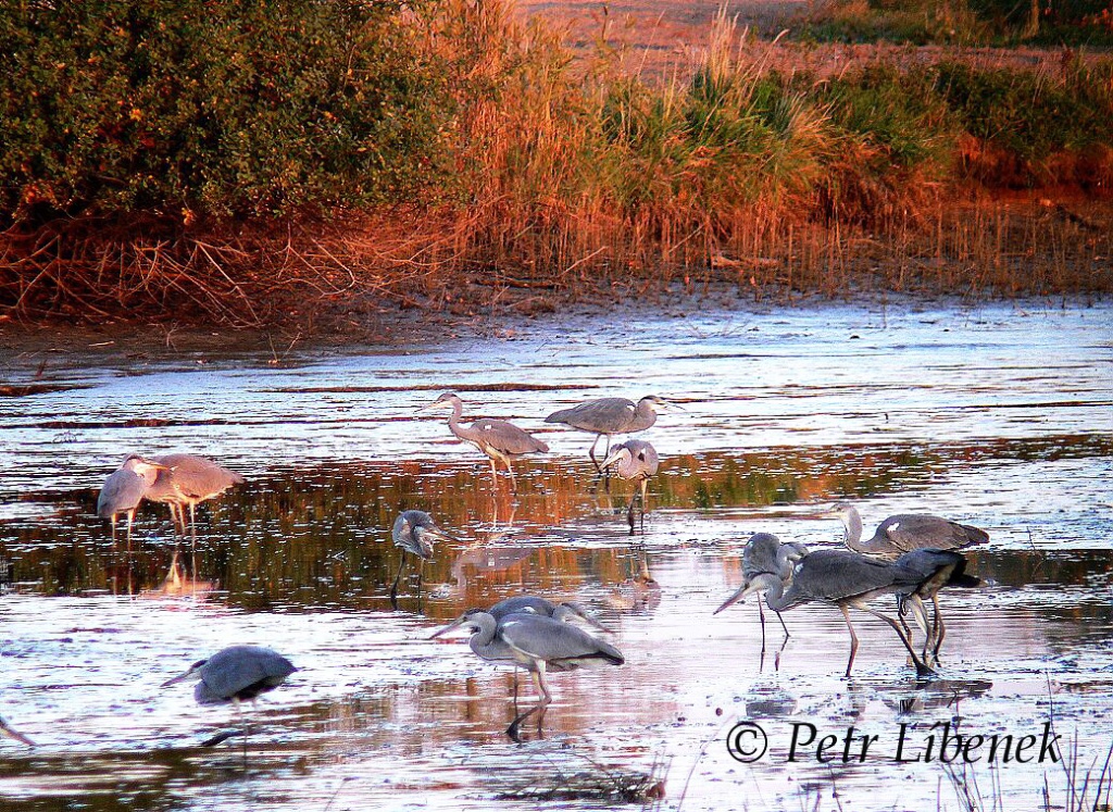 Volavka popelavá - Ardea cinerea 9
