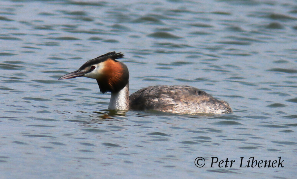 Potápka roháč - Podiceps cristatus 6