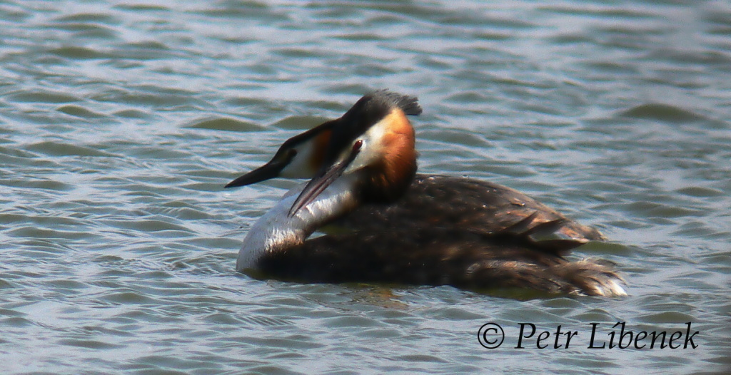 Potápka roháč - Podiceps cristatus 7