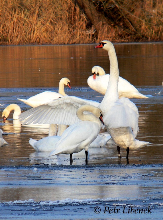 Labuť velká - Cygnus olor