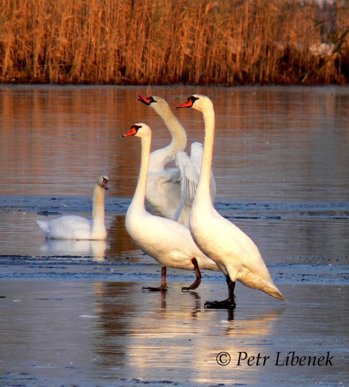Labuť velká - Cygnus olor 3