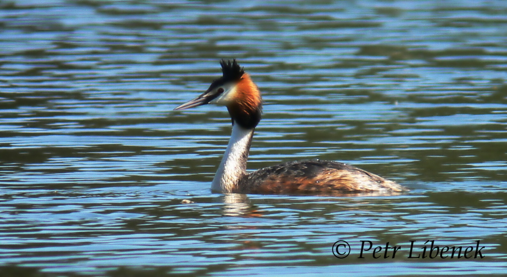 Potápka roháč - Podiceps cristatus 8
