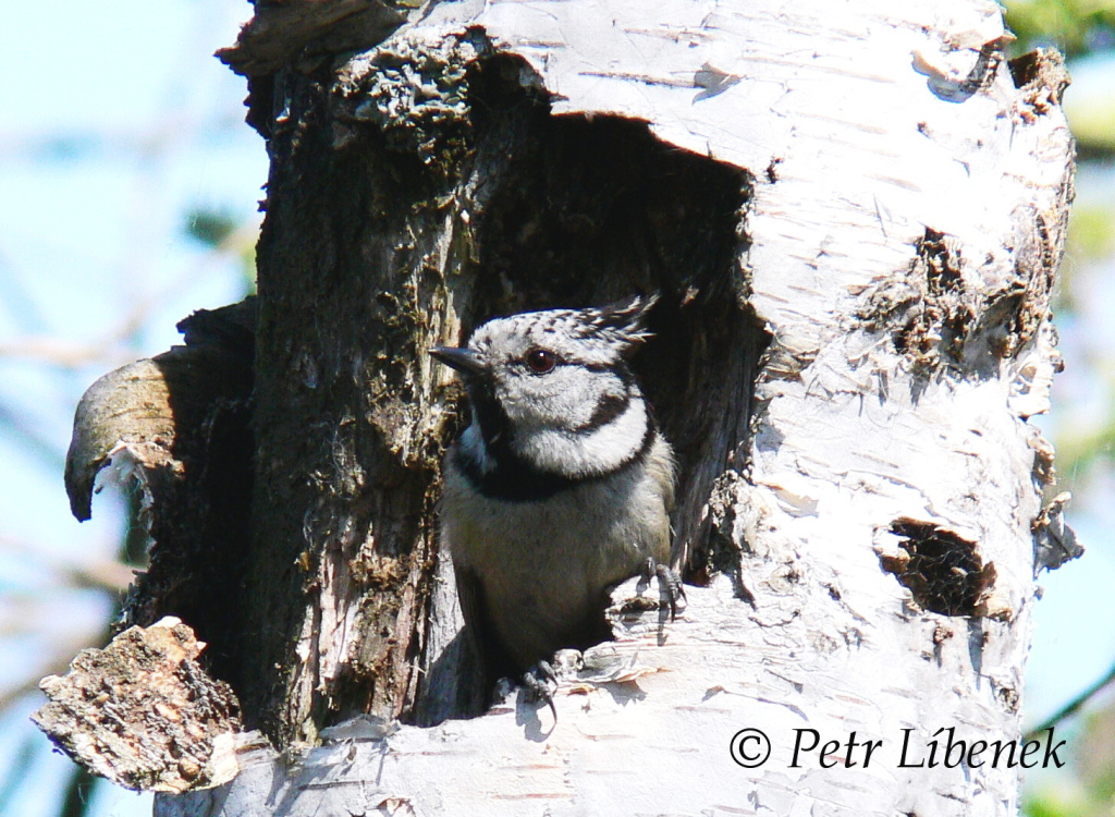 Sýkora parukářka - Parus cristatus 1