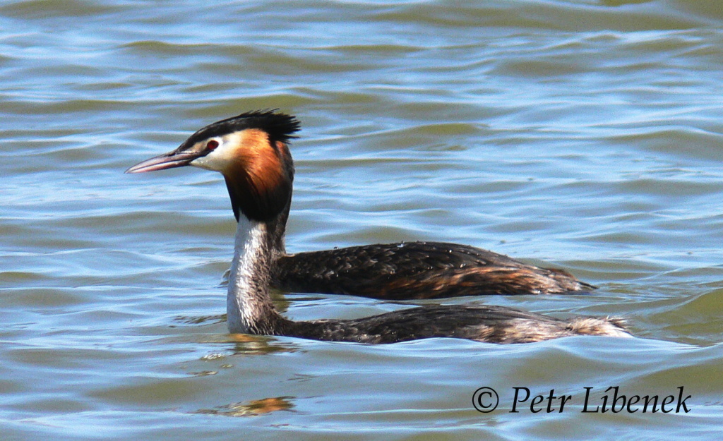 Potápka roháč - Podiceps cristatus 9