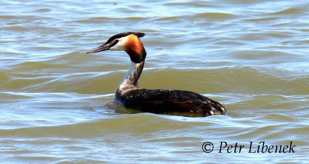 Potápka roháč - Podiceps cristatus 14