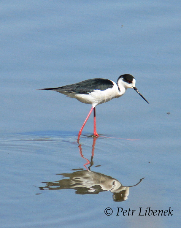 Pisila čáponohá - Himantopus himantopus