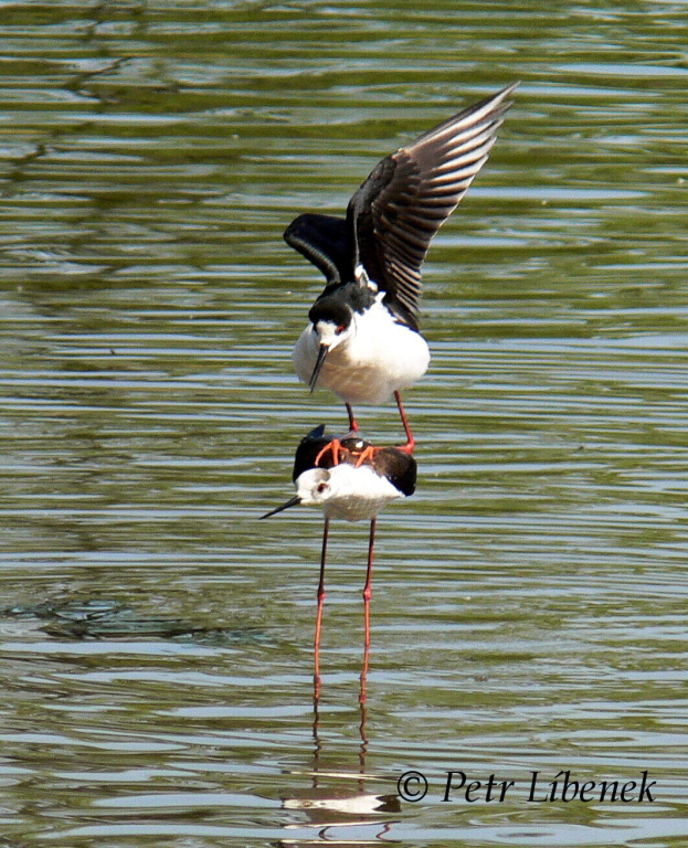 Pisila čáponohá - Himantopus himantopus 1