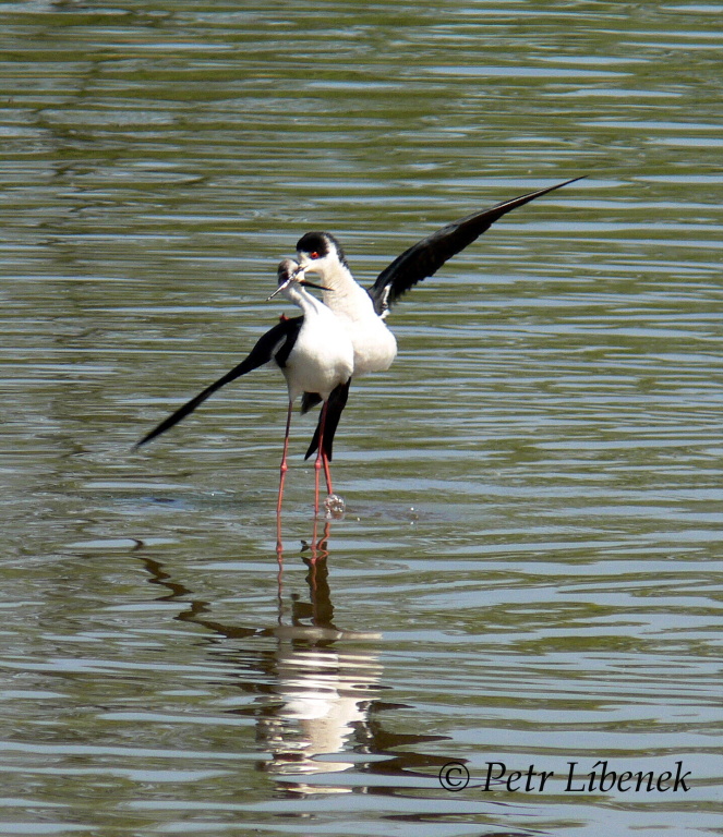Pisila čáponohá - Himantopus himantopus 2