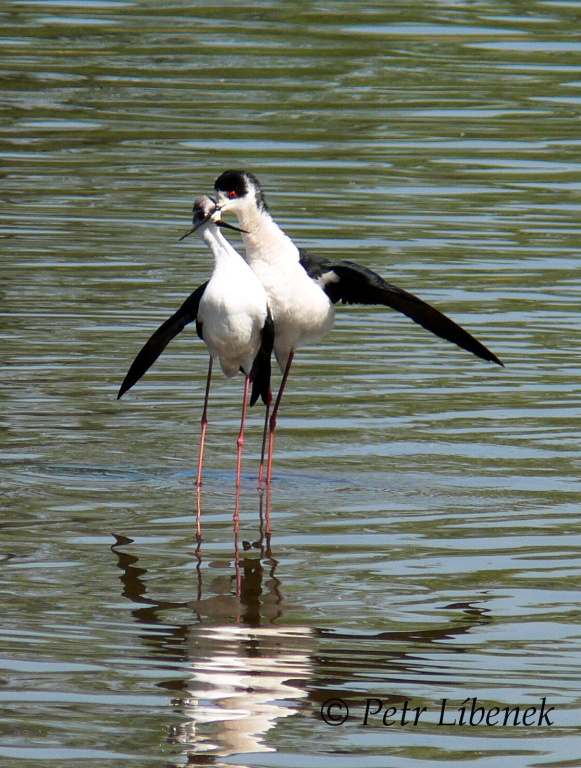Pisila čáponohá - Himantopus himantopus 3