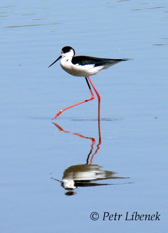 Pisila čáponohá - Himantopus himantopus 4