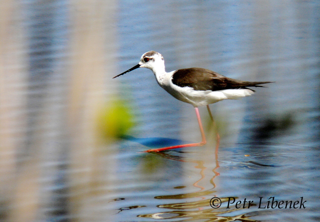 Pisila čáponohá - Himantopus himantopus 5