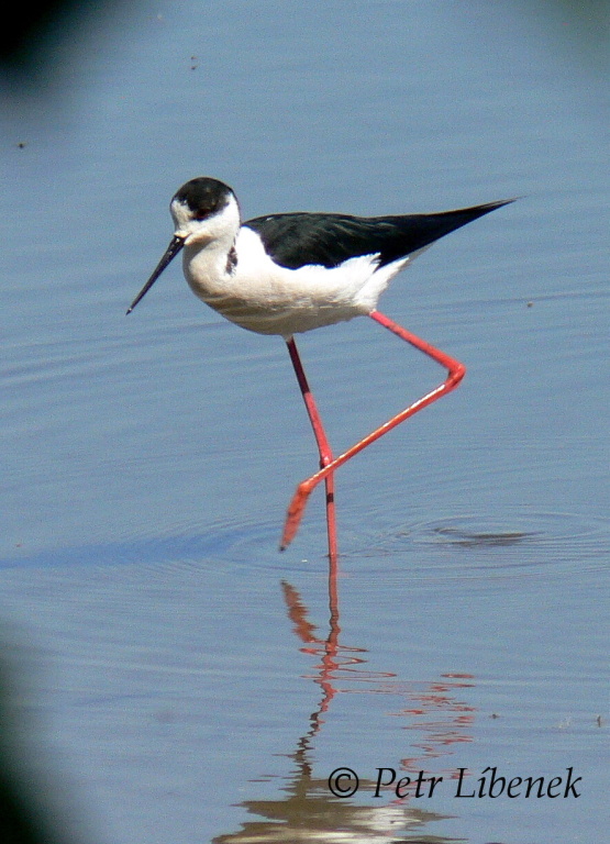 Pisila čáponohá - Himantopus himantopus 6