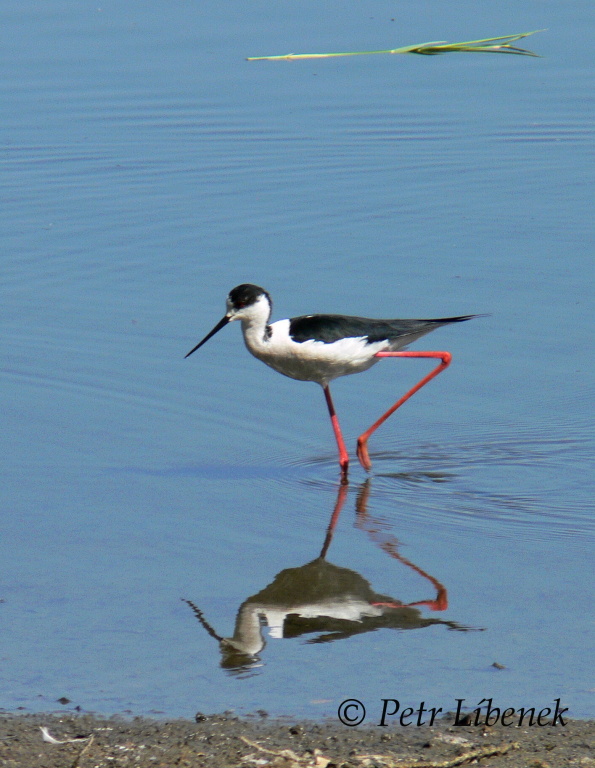 Pisila čáponohá - Himantopus himantopus 7