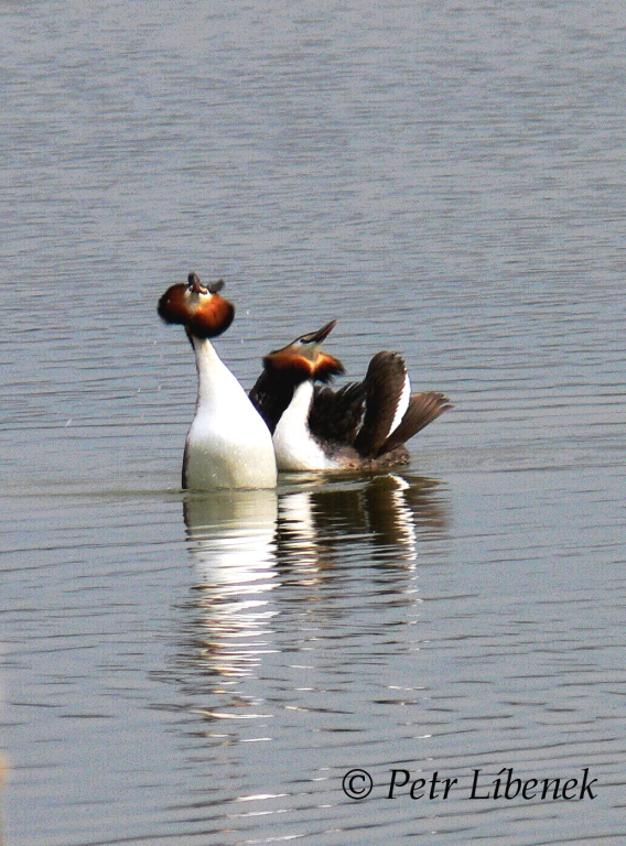 Potápka roháč - Podiceps cristatus 10