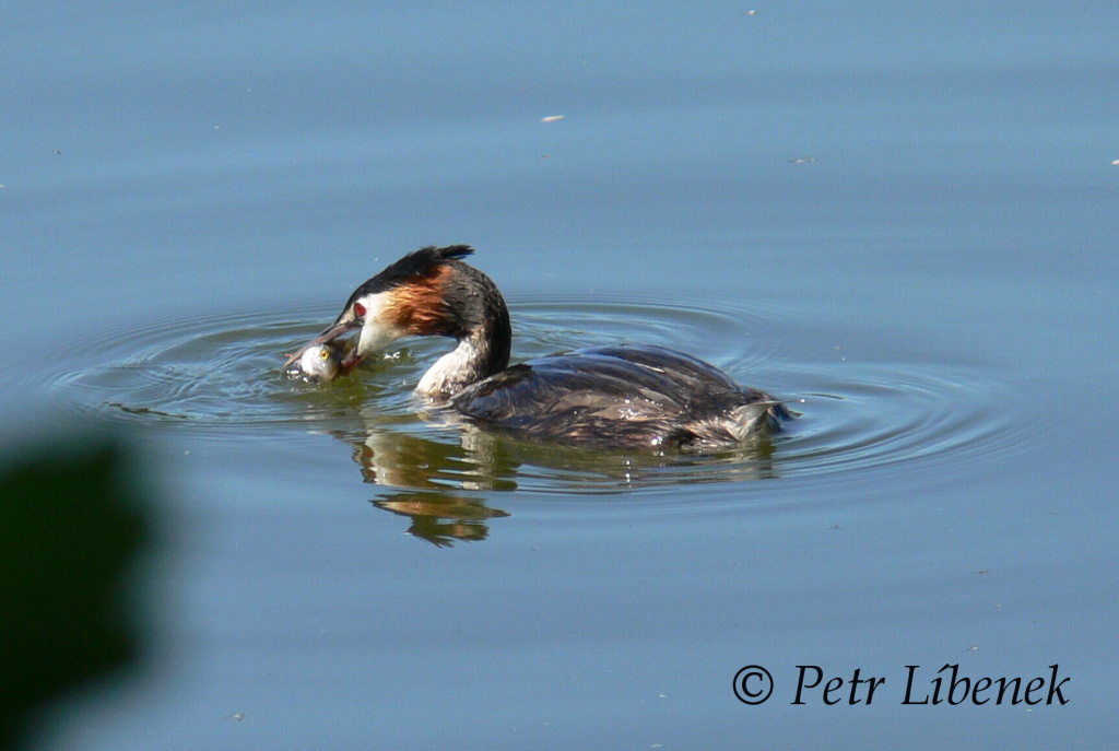 Potápka roháč - Podiceps cristatus 11