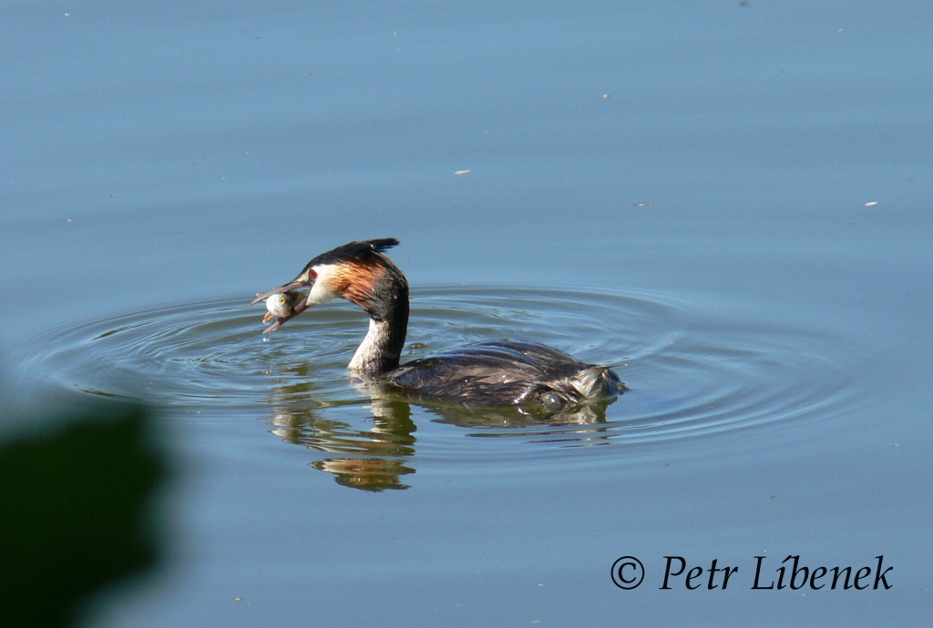 Potápka roháč - Podiceps cristatus 12