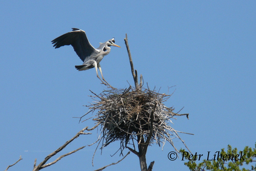 Volavka popelavá - Ardea cinerea