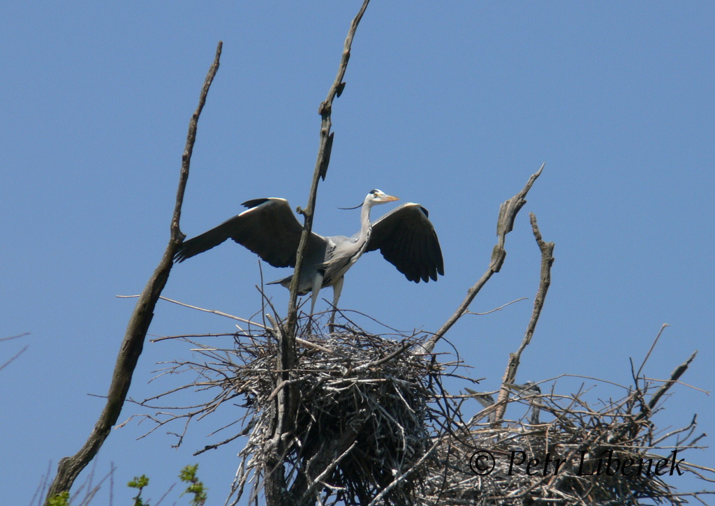 Volavka popelavá - Ardea cinerea 3