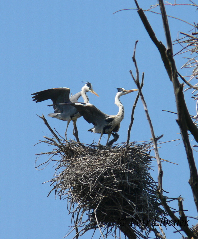 Volavka popelavá - Ardea cinerea 2