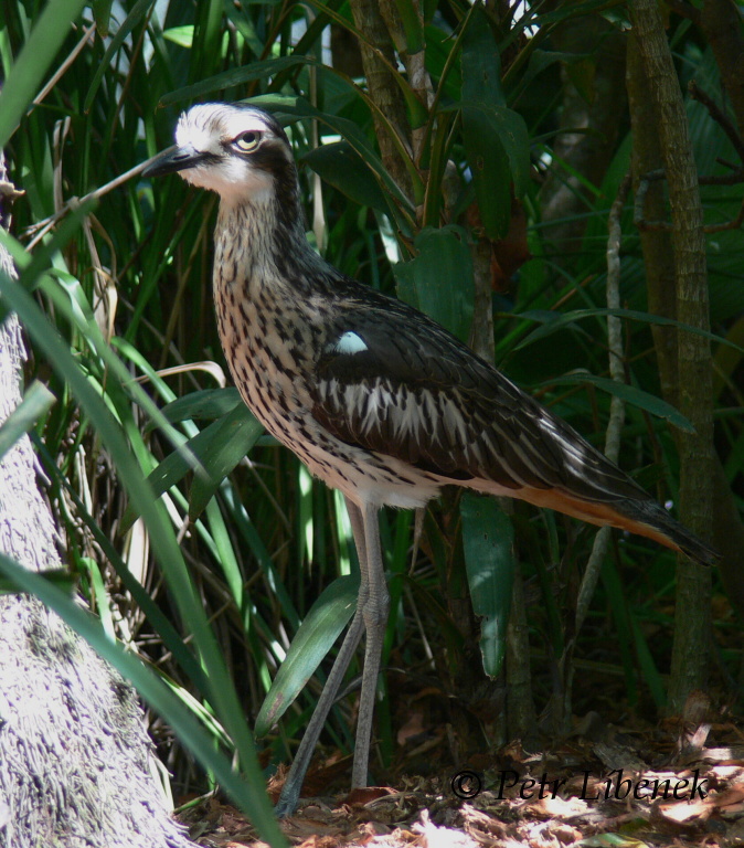 Burhinus grallarius 