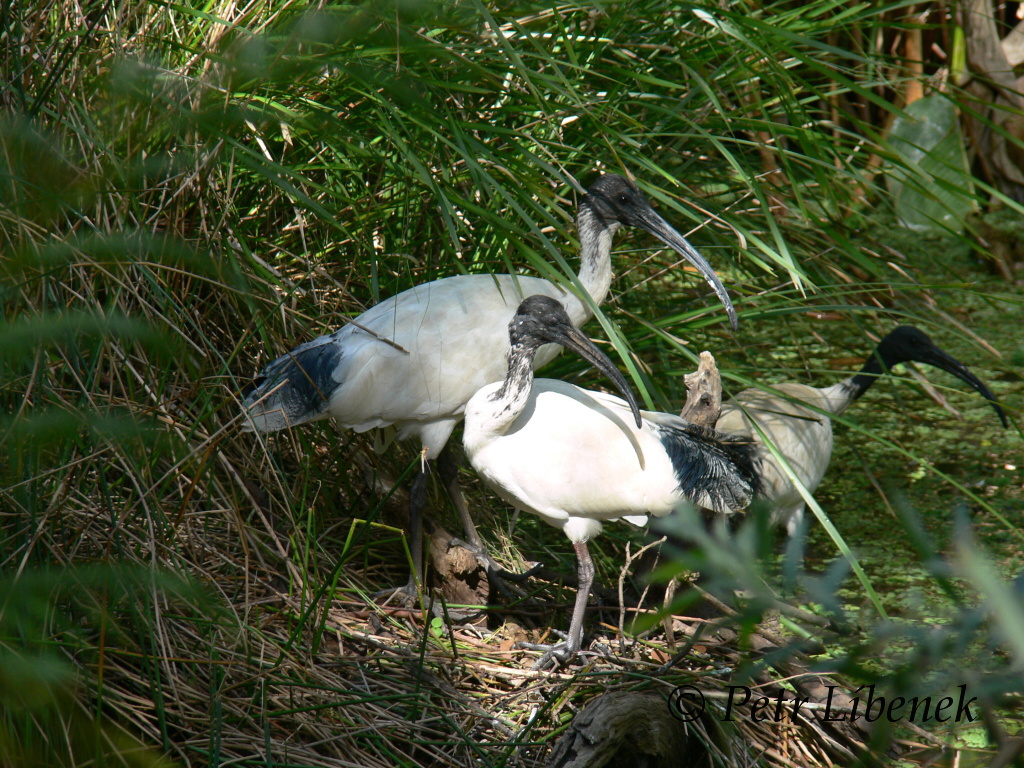 Threskiornis molucca  